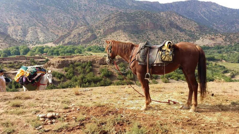 semaine randonnee a cheval au Maroc