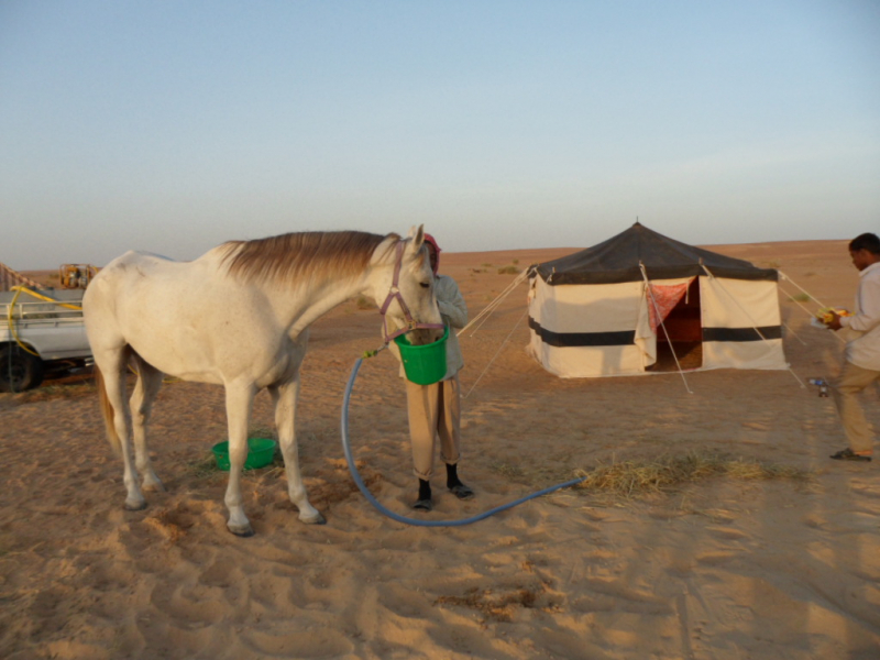 séjour à cheval Oman