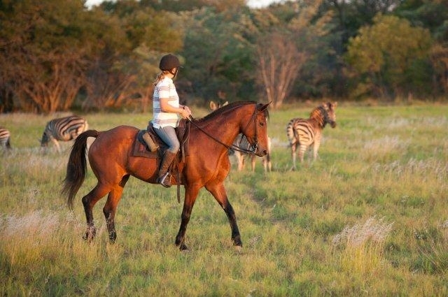 safari cheval