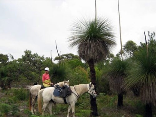 découvrir l'Australie à cheval