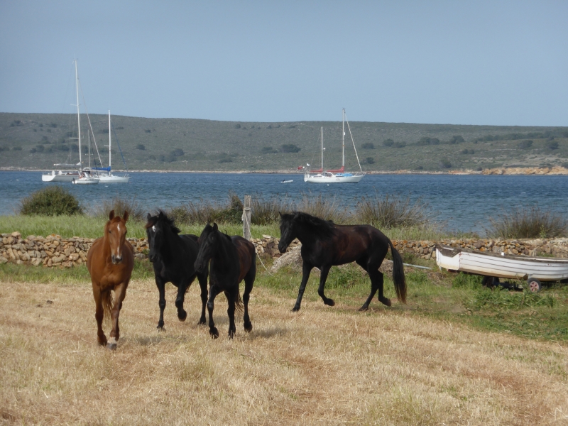 Minorque à cheval