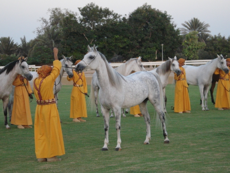 séjour équestre à Oman