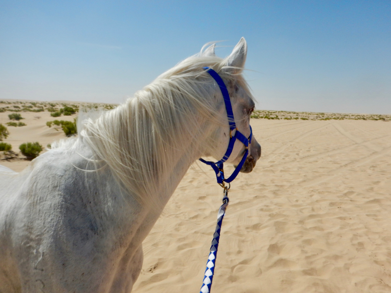 rando Oman à cheval