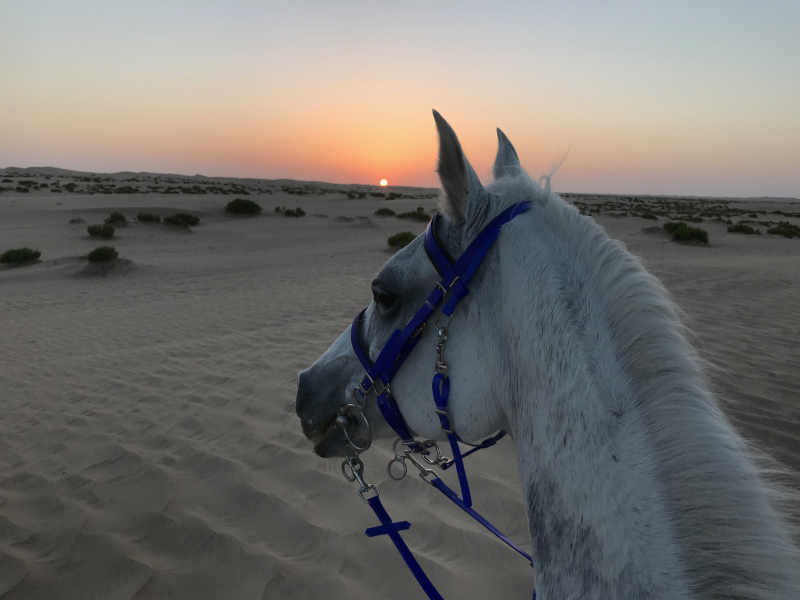 vacances à cheval Oman