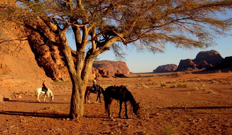rando cheval Jordanie