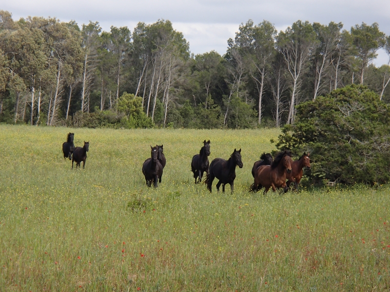 semaine rando à cheval Minorque