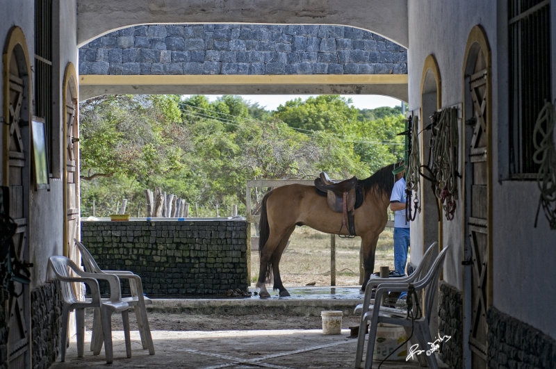 Bresil équitation cheval