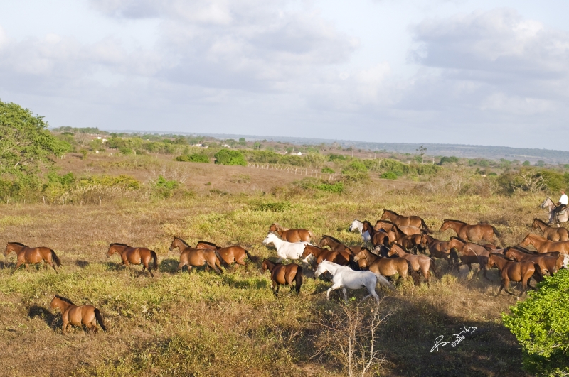 plages du Bresil à cheval