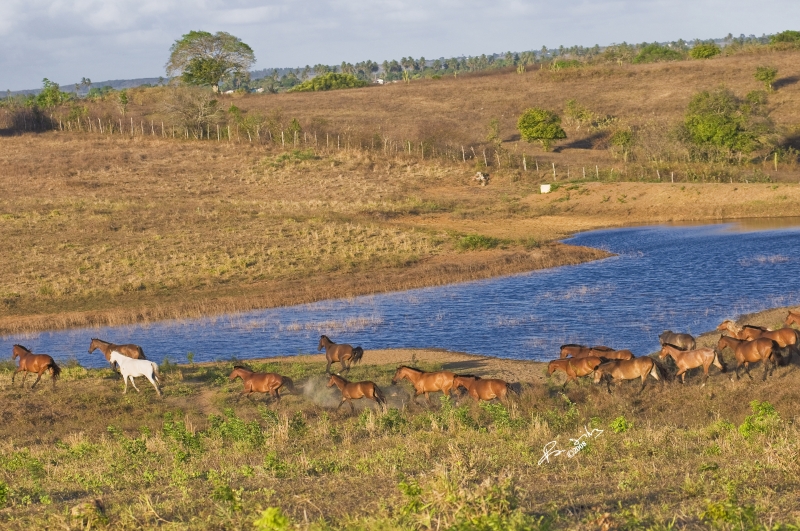 découverte du Bresil à cheval