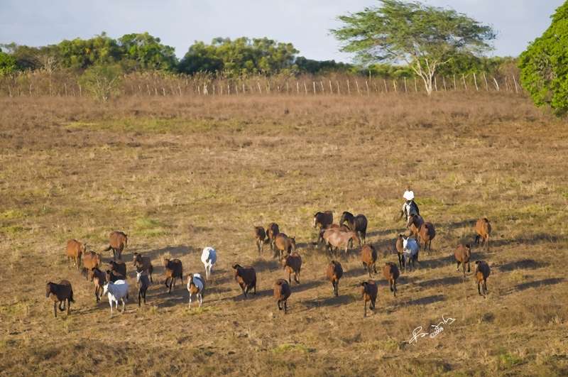 stage équitation au Brésil
