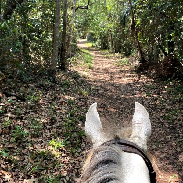 découverte du Brésil à cheval