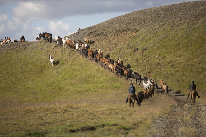 vacances équitation en Islande