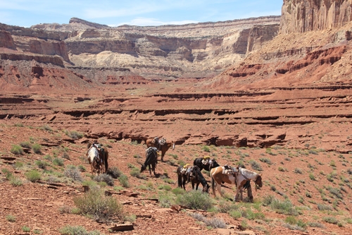 rando cheval ouest usa