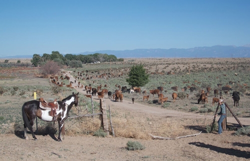 sejour dans un ranch usa