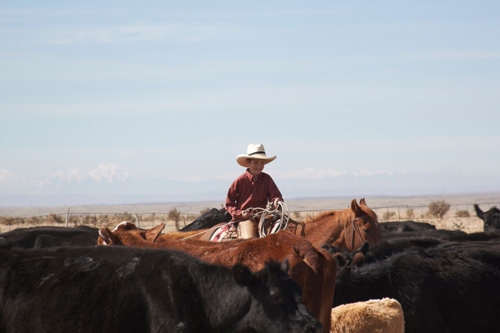 séjour ranch usa à cheval