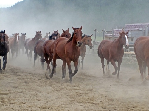 Canada à cheval