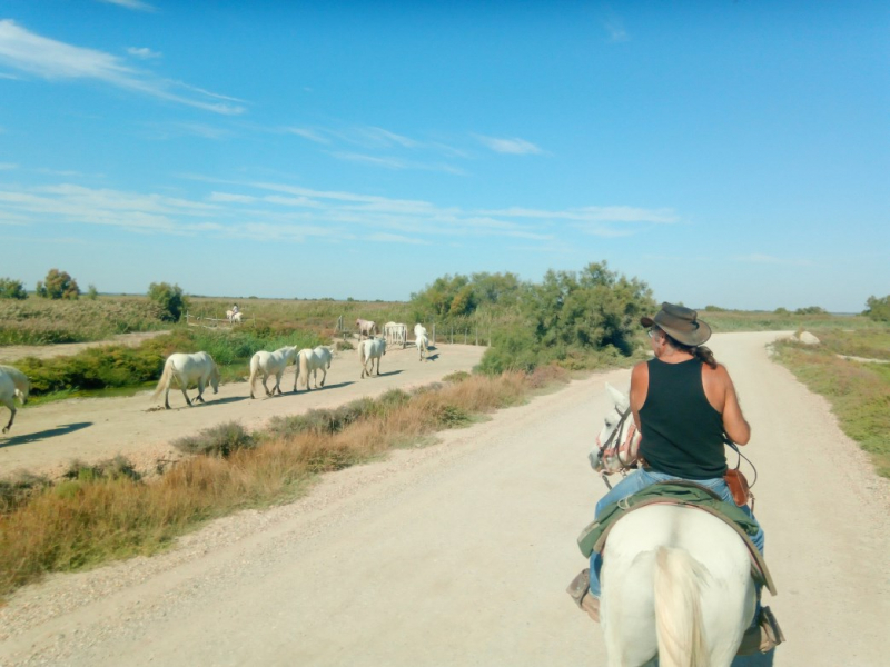 horseback riding ranch in Camargue