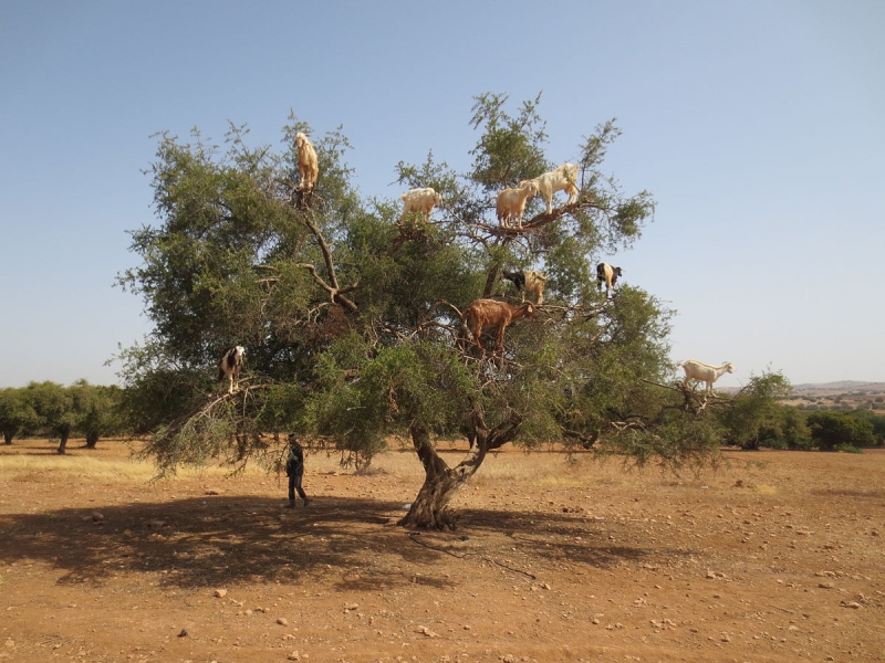 rando à cheval au Maroc