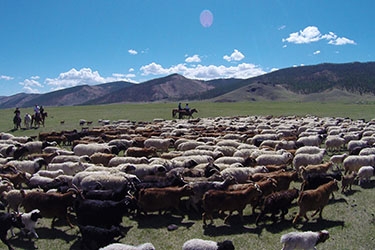 trek a cheval Mongolie