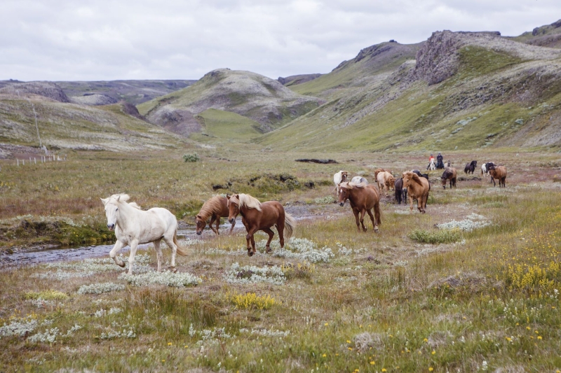 Randonnée à cheval dans le cercle d'or - sud de l'islande