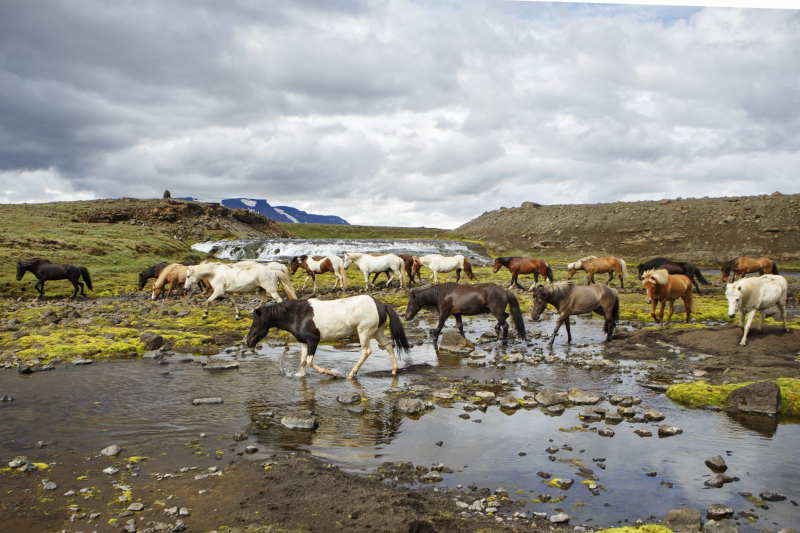 A cheval en Islande
