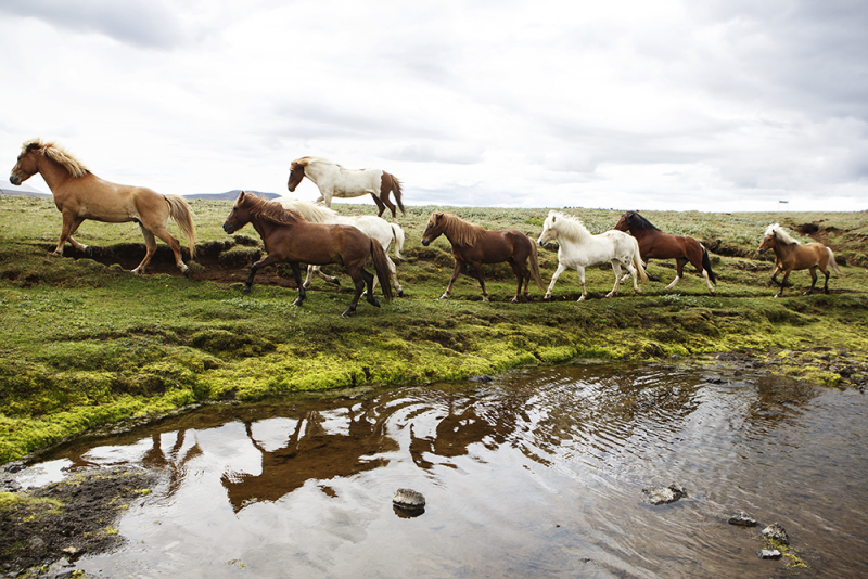 découvrir l'Islande à cheval