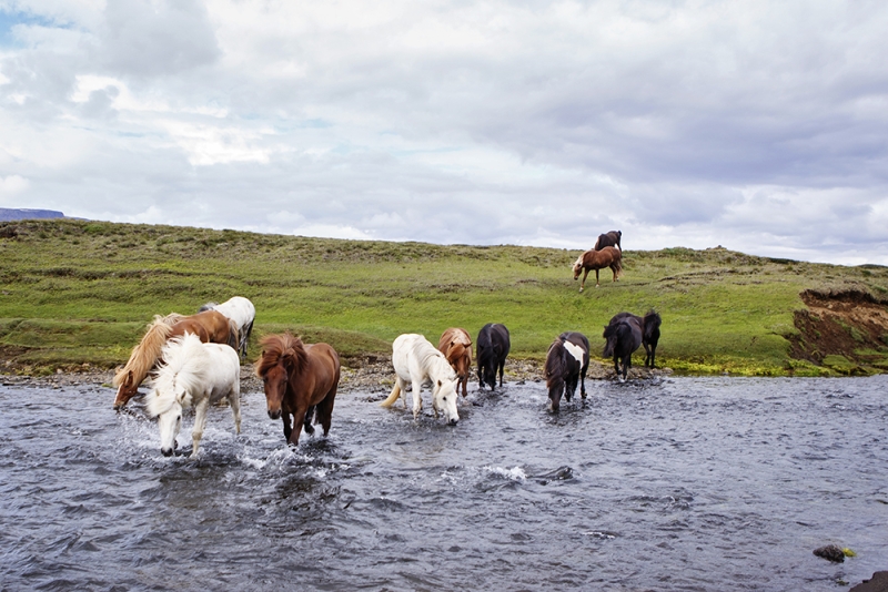 trek équestre en Islande