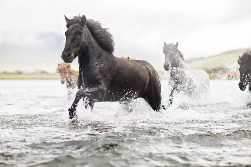 ​​randonnee cheval en Islande