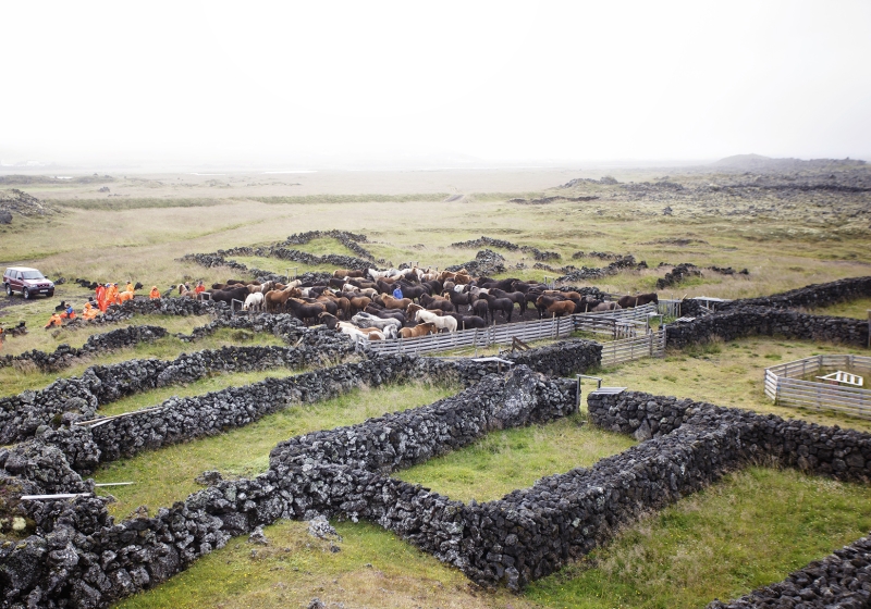 randonnée équestre en Islande