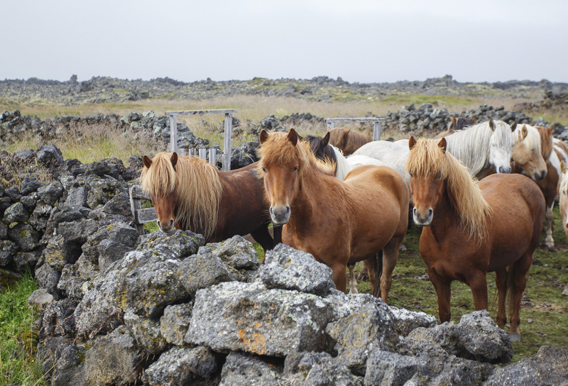 A cheval en Islande