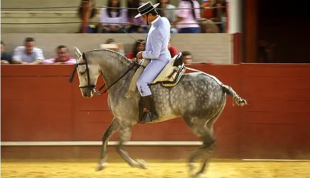 stage equitation doma vaquera Andalousie