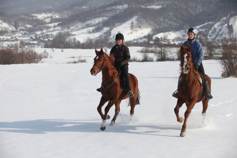 Cheval dans la neige en Roumanie