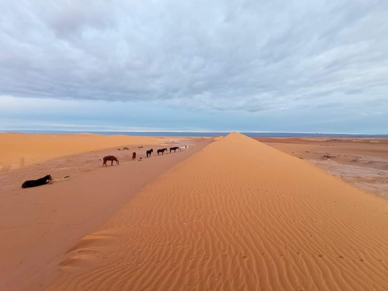 desert Maroc à cheval