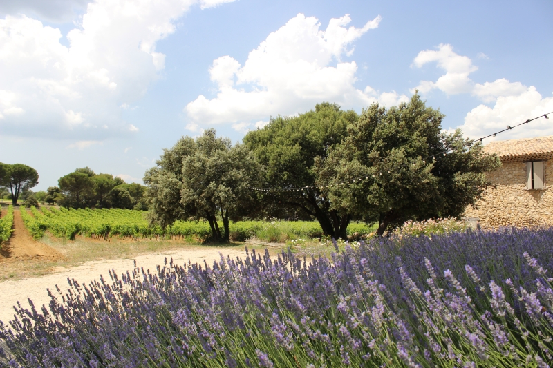 rando cheval Vaucluse