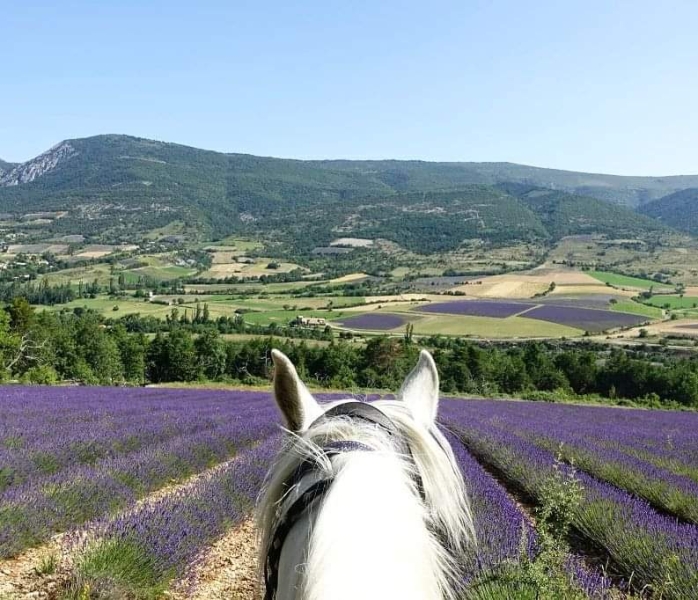 rando a cheval drome provencale