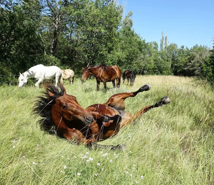 drome provencale à cheval
