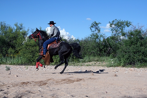 cheval dans un ranch aux USA