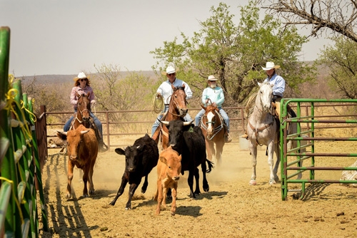 semaine ranch Arizona