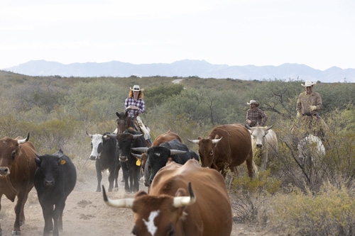 semaine sejour ranch cheval Arizona