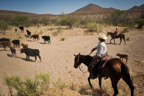 Faire une rando à cheval en Arizona