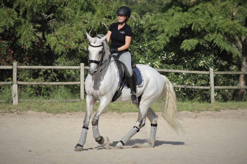 Portugal stage équitation