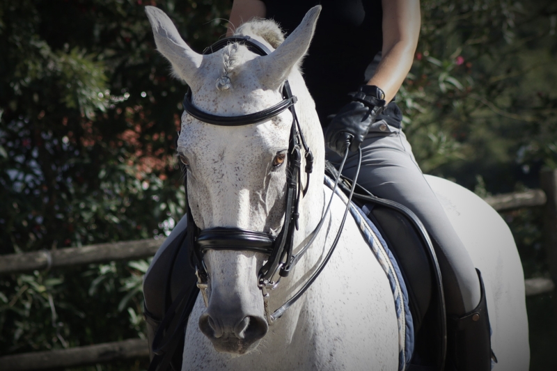 semaine équitation Portugal