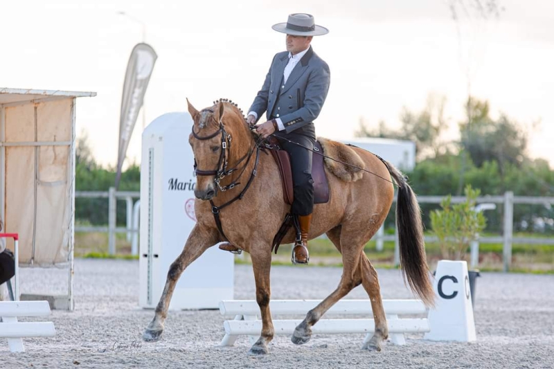 stage d'equitation portugais au Portugal