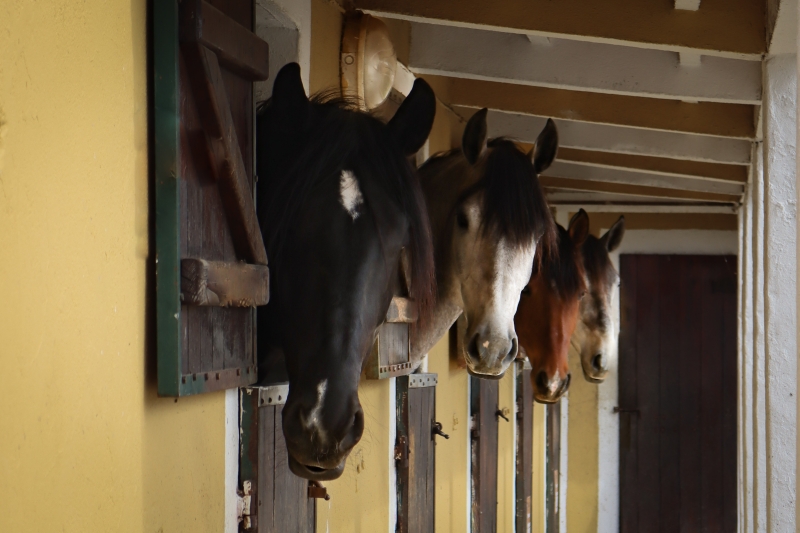 stage equitation portugaise