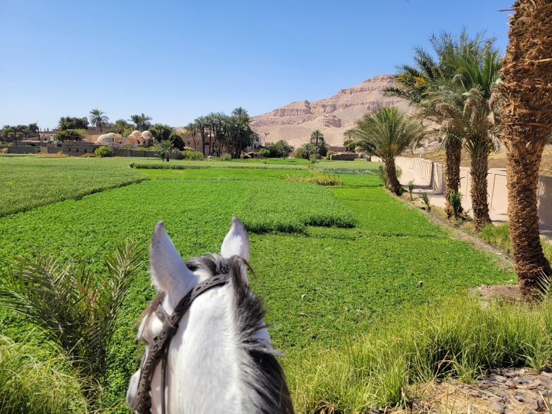 rando a cheval en Egypte