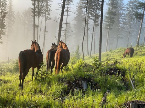 rando a cheval canada