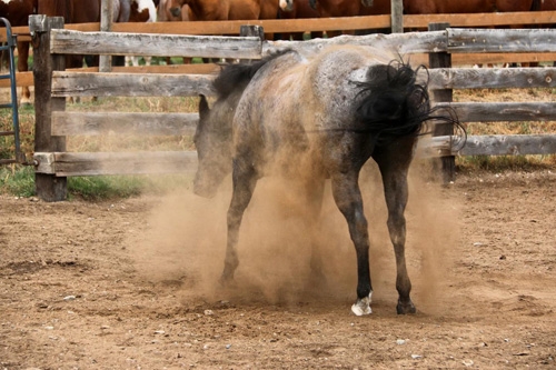 vacances a cheval au canada