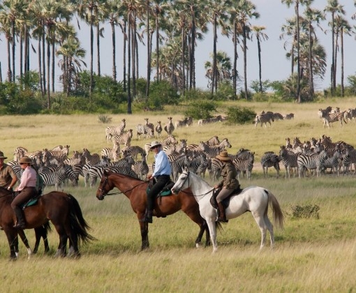 a cheval en safari