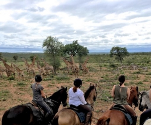 cheval safari