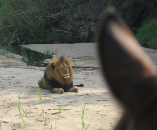 safari a cheval au kenya